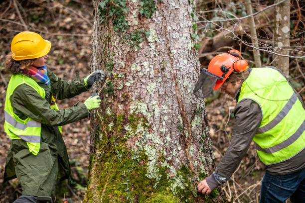 Best Tree and Shrub Care  in Rehoboth Beach, DE